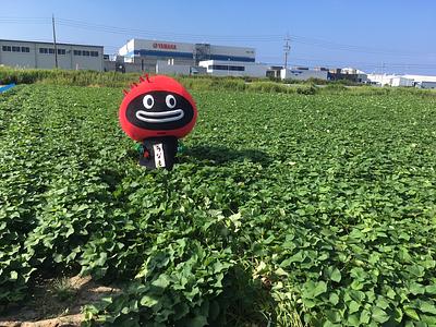うなぎいもの　うなもの画像