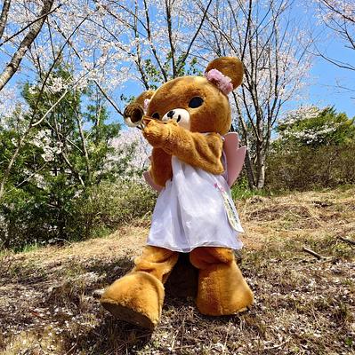 ホワクマの画像